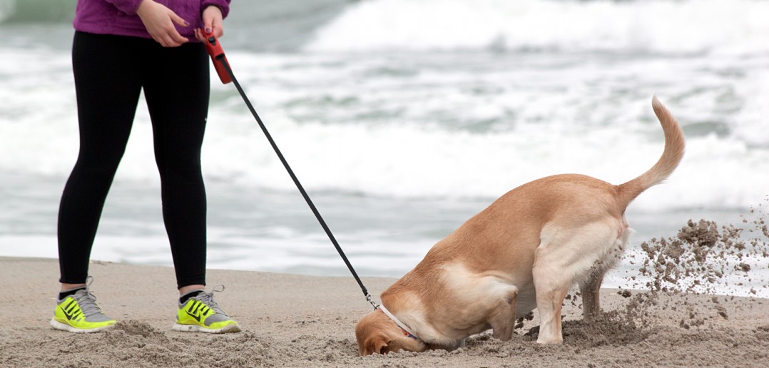 No change to Wrightsville Beach dog policy - Lumina News