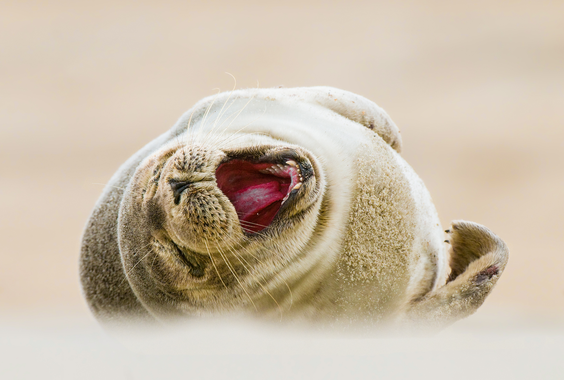 A harbor seal pup in Duck. Harbor seals are one of several seal species turning up along the Outer Banks in recent years, according to Coastal Review Online.