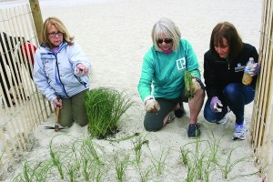Staff photo by Terry Lane Real estate professionals plant sea oats on Wrightsville Beach Tuesday, April 5 as part of Wilmington Regional Association of Realtors annual Realtor Action Day.