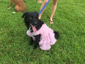 Bean, the boy ballerina, took home second place as Best Dressed Dog. Photo by Alexandra Golder.