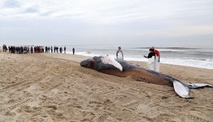 Photo courtesy of NC Aquarium at Fort Fisher. Researchers from the UNCW Marine Mammal Stranding Program prepare to measure the length of a stranded humpback whale Jan. 27, 2016.