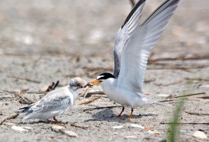 Lumina News file photo. A least tern adult feeds its chick a minnow from the ocean June 16, 2016 at Wrightsville Beach's south end bird sanctuary.